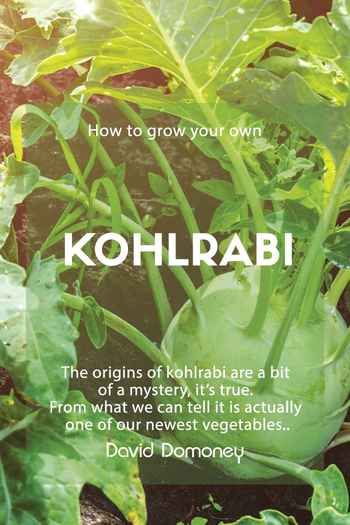 How to grow your own kohlrabi