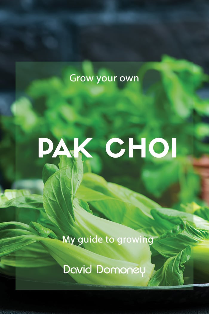 Grow Your Own Pak Choi