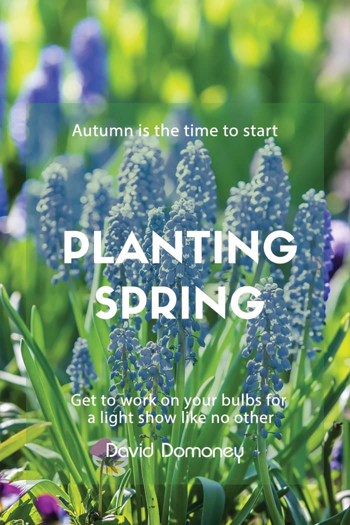 Planting spring bulbs into your garden in autumn