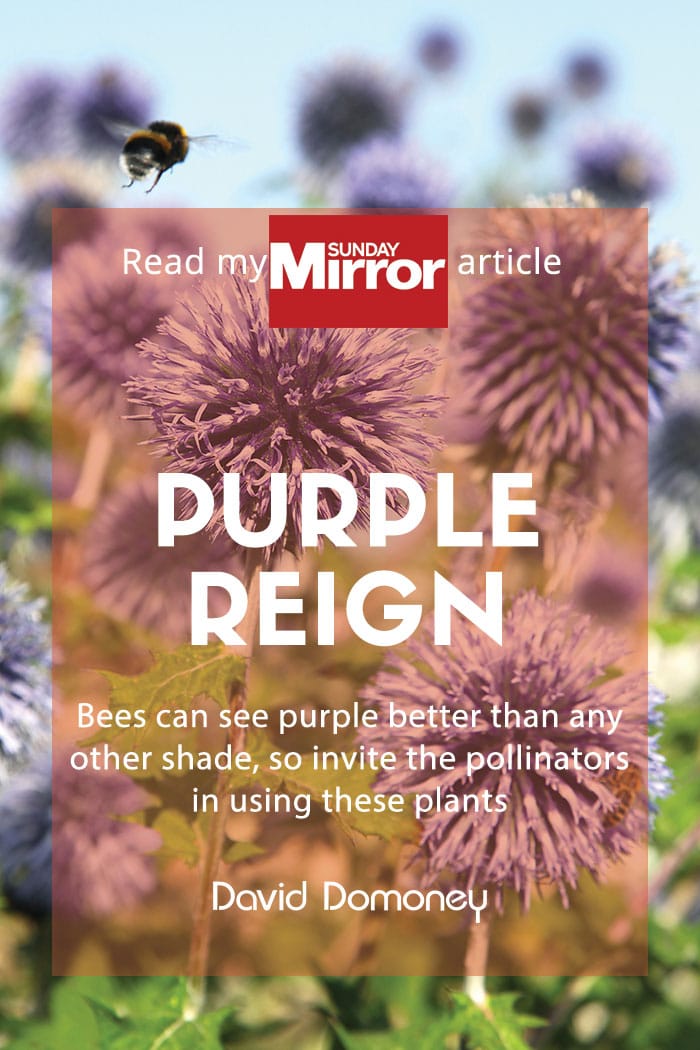 Sunday Mirror article: Bring on the purple reign