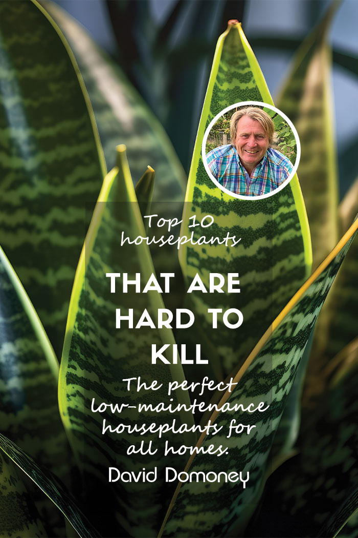 The top 10 hard-to-kill houseplants