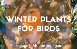 Winter plants for birds