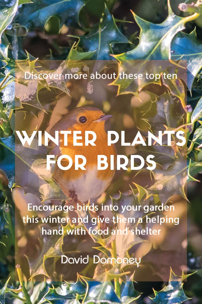 The 10 best winter plants to attract and feed garden birds