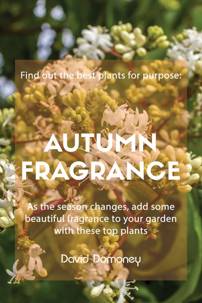 Plants for purpose: Autumn fragrance