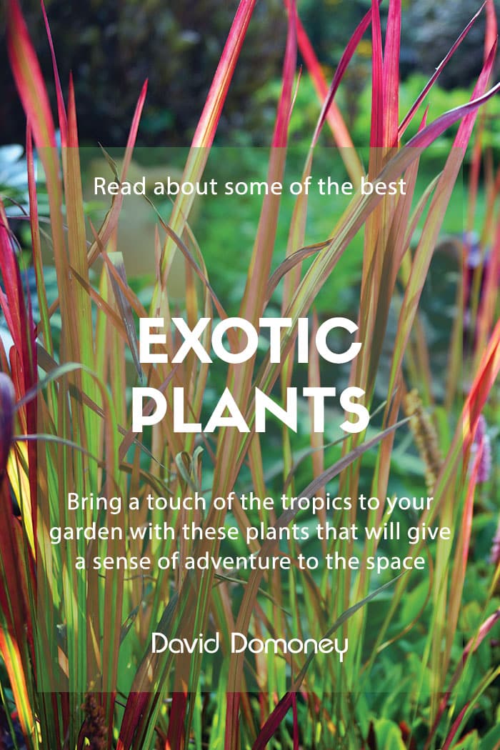 Exotic plants for your garden