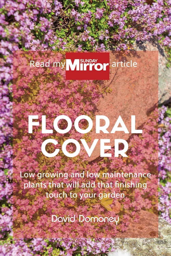 Sunday Mirror: Flooral cover for your garden