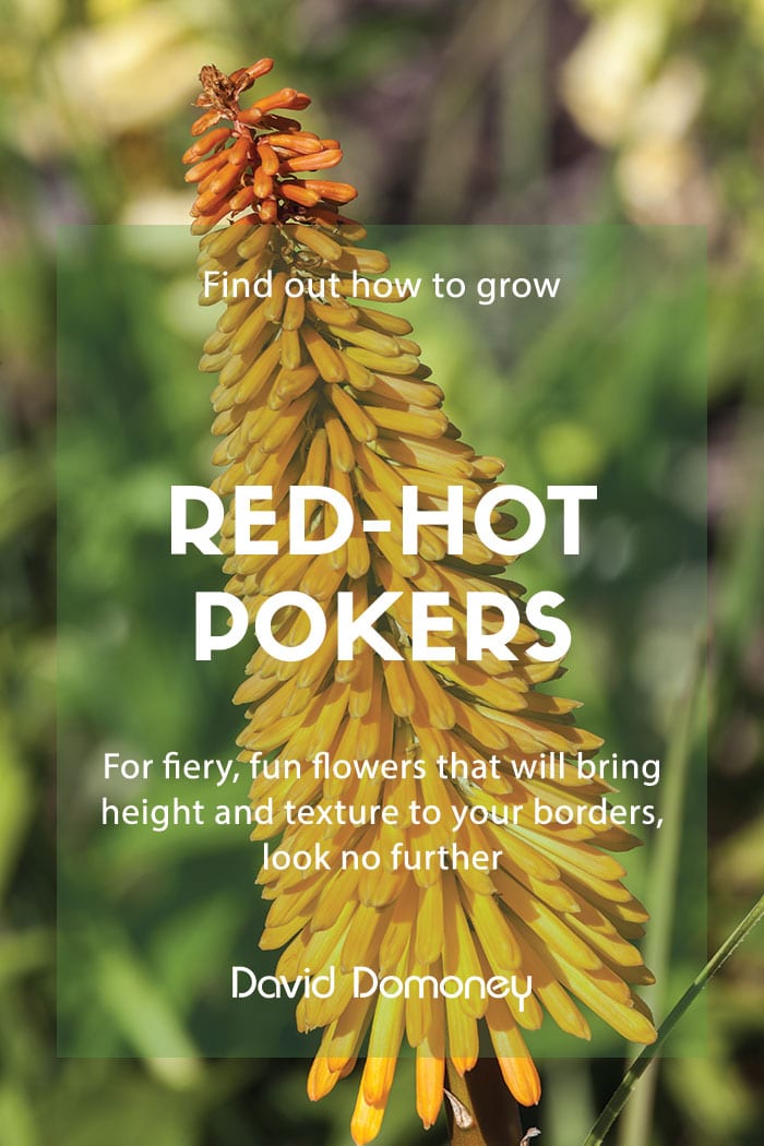 How to grow red-hot pokers