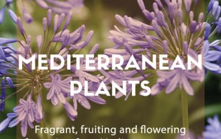 mediterranean plants feature