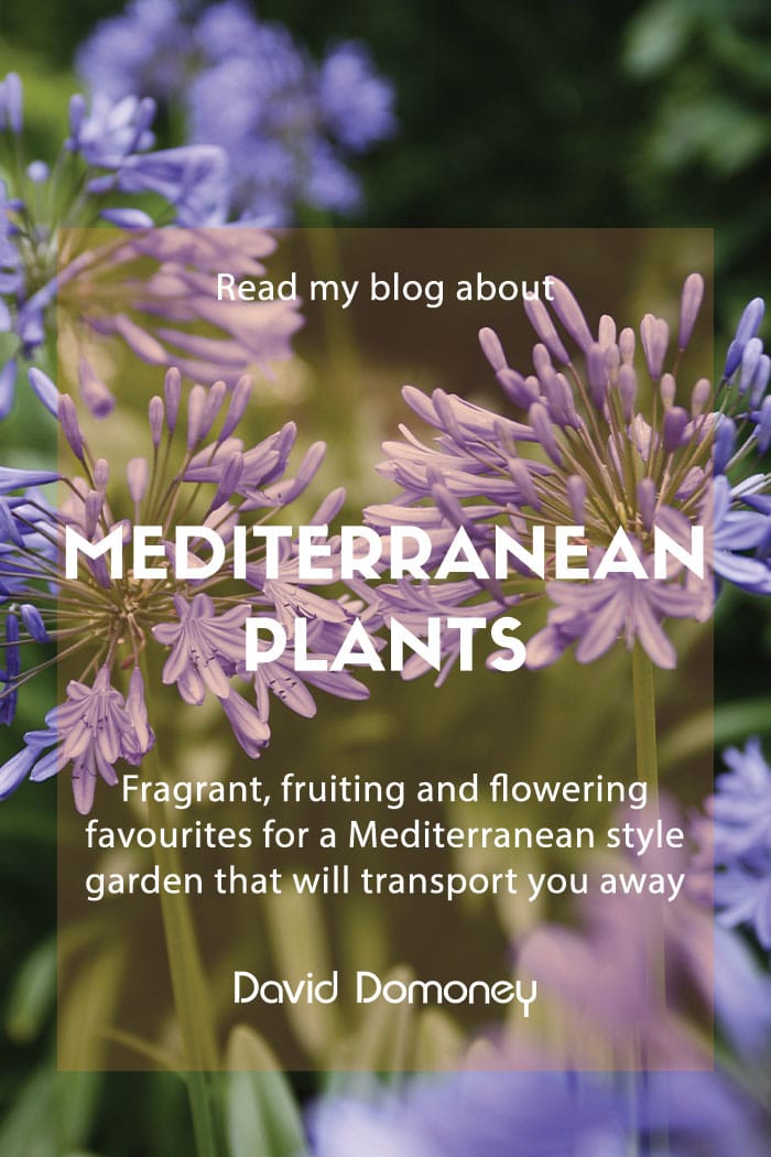 Mediterranean plants for your garden