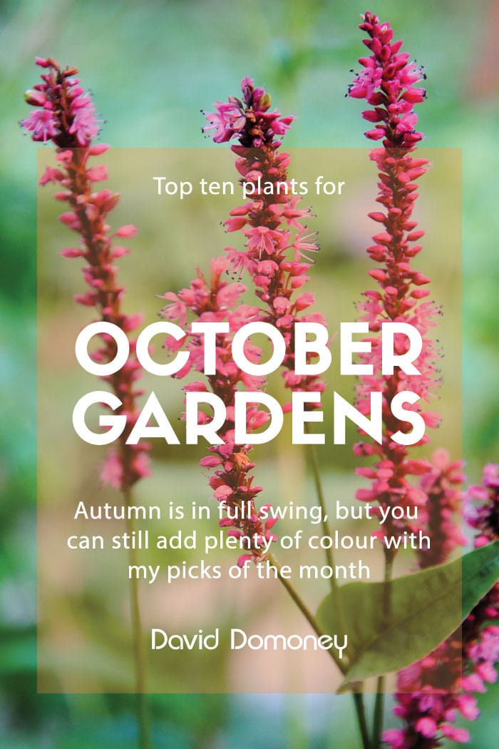 Top ten plants for October