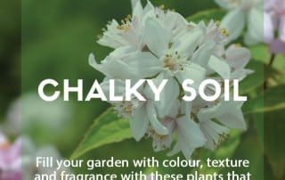 plants chalky soil