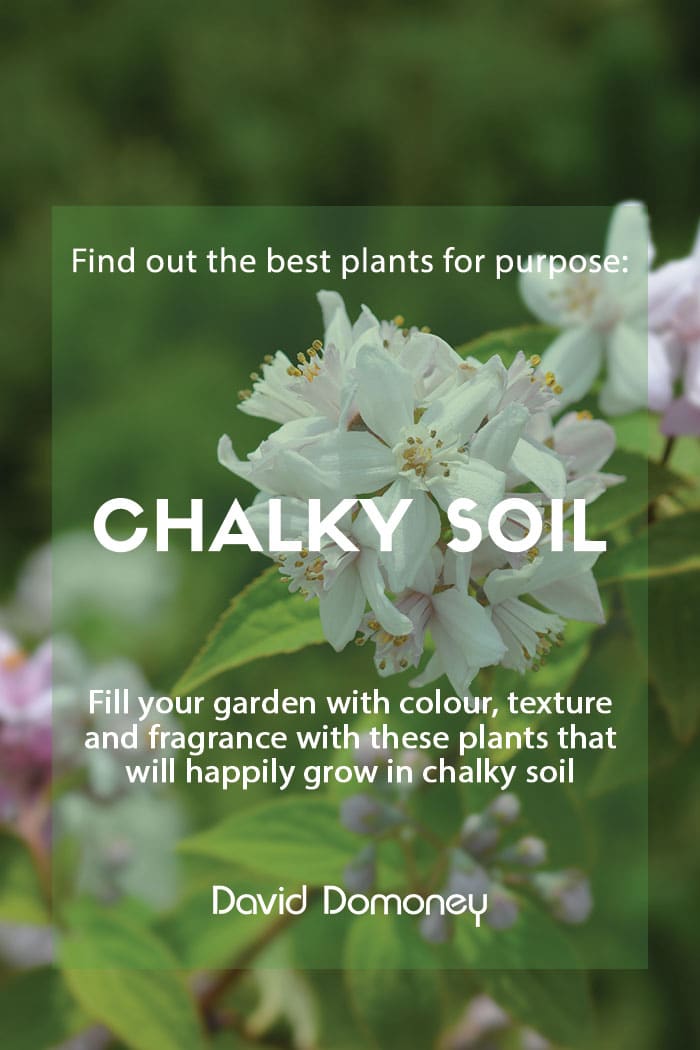 Plants for purpose: Chalky soil