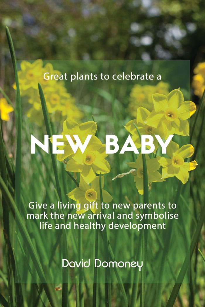 Top plants to celebrate a new baby