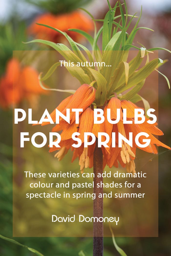 Spring flowering bulbs to plant in autumn