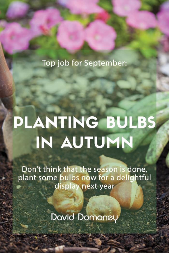 Top job for September: Planting bulbs in autumn