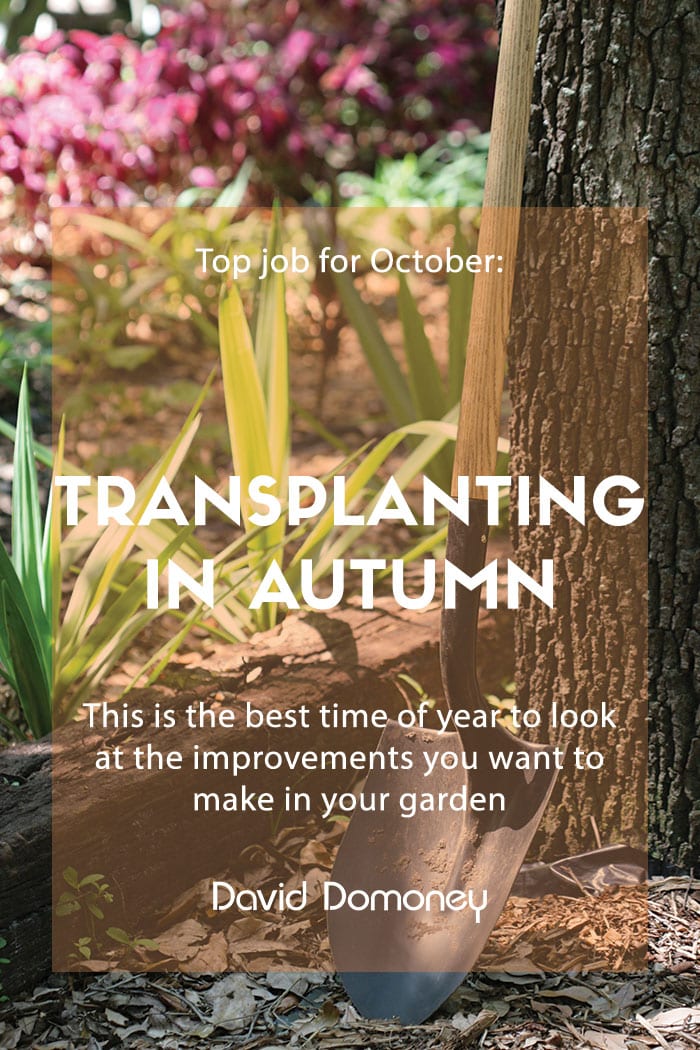 Top job for October: Transplanting in autumn and soil improving