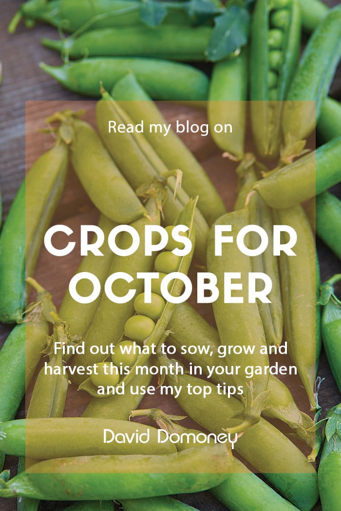 Crops to sow, grow and harvest in October