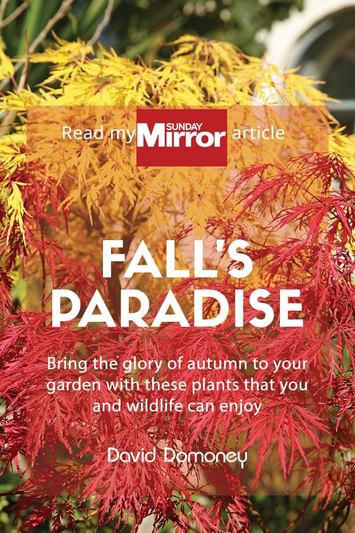 How to add autumn colour: Sunday Mirror article