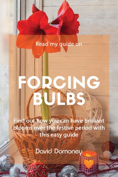 Forcing bulbs for Christmas