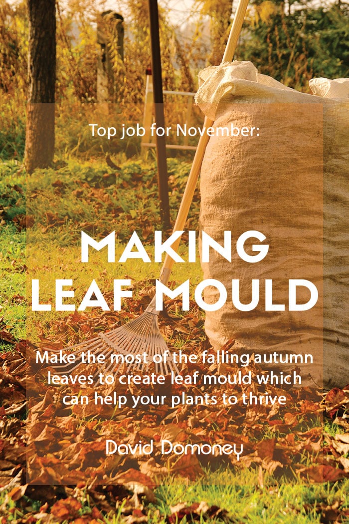 Top job for November: Making leaf mould