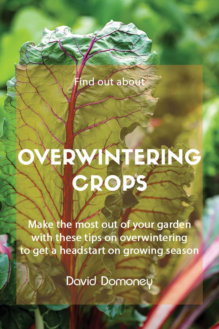 Overwintering crops in your garden