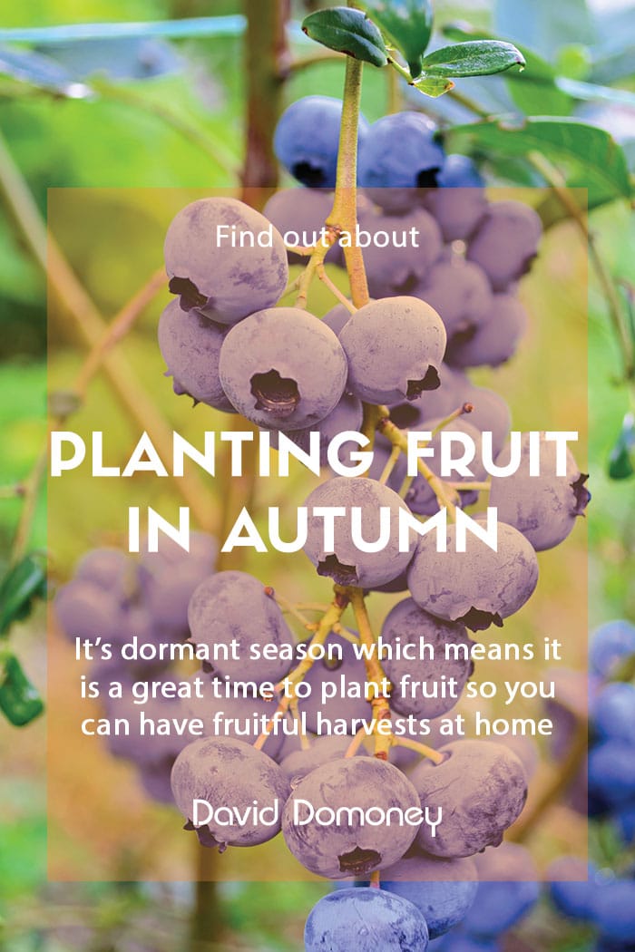 Fruits to plant in autumn