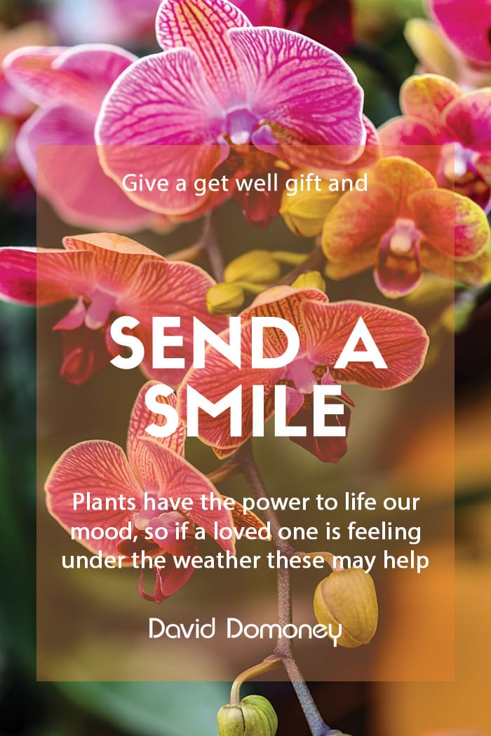 Say get well soon with plants and send a smile