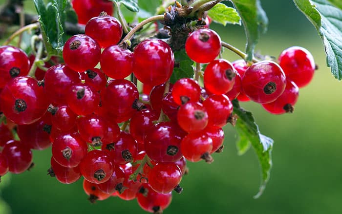 redcurrants