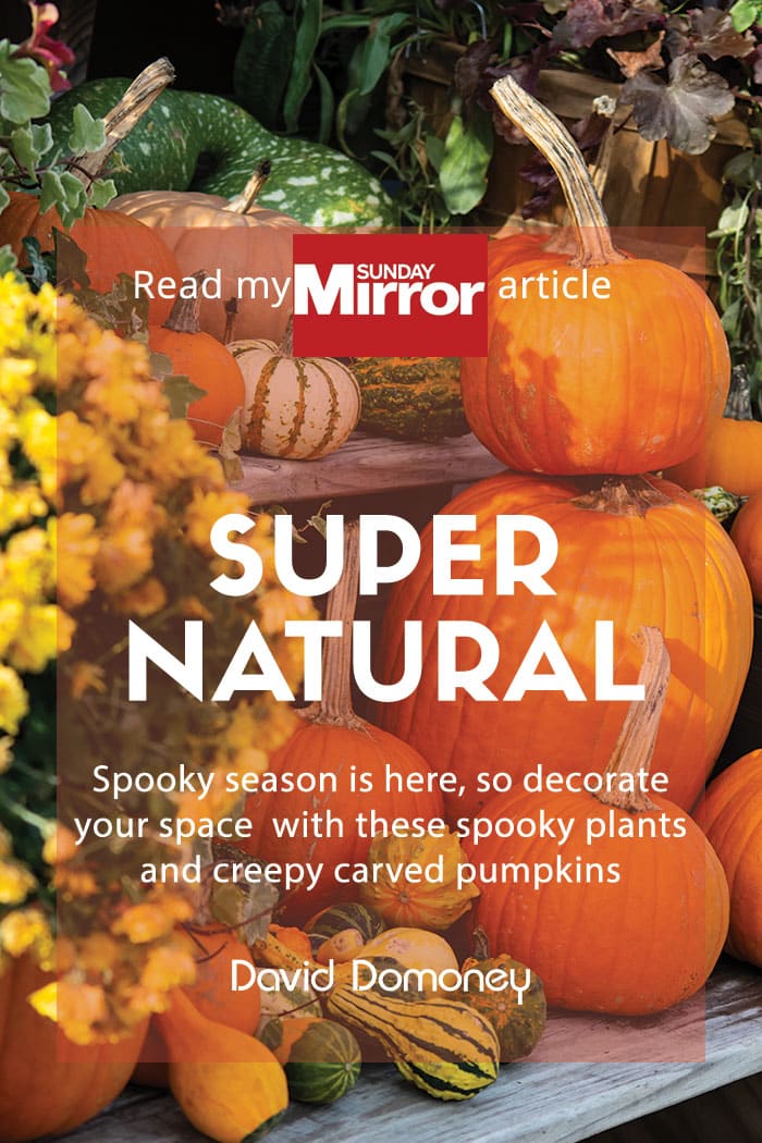 Sunday Mirror article: Super natural