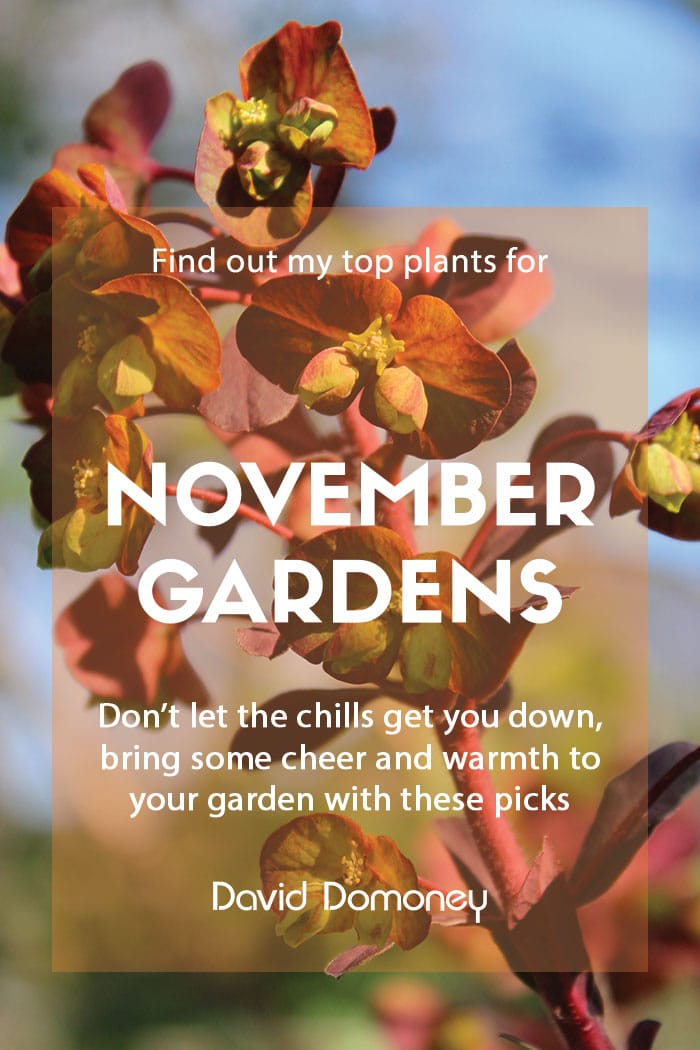 Top ten plants for November