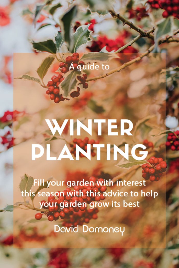 A guide to winter planting