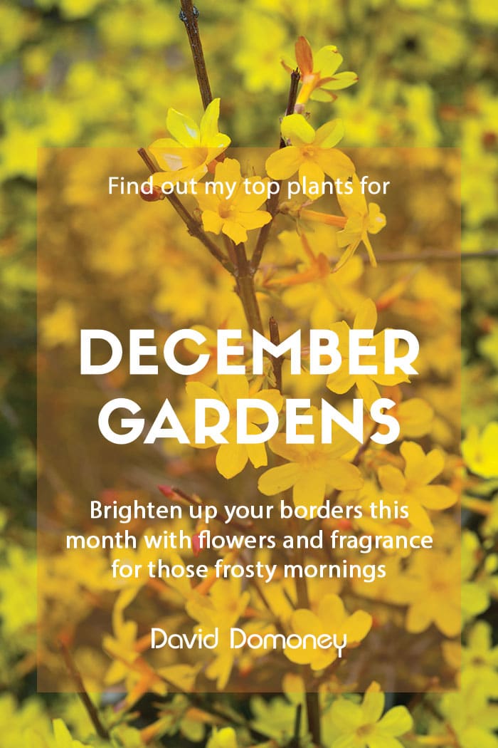 Top ten plants for December