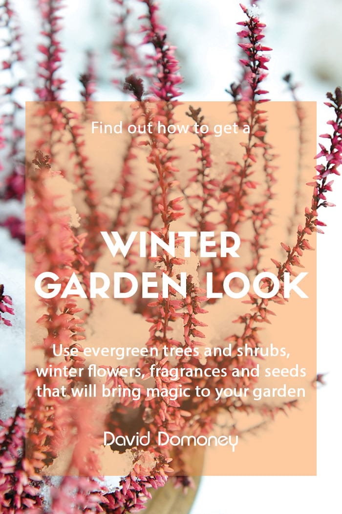 How to get a winter garden design