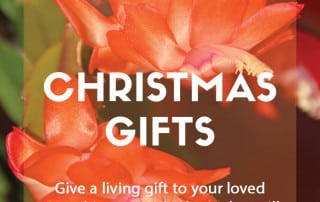 Plants as Christmas gifts