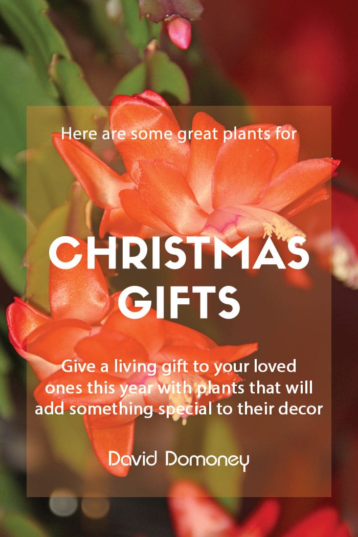 Plants as Christmas gifts