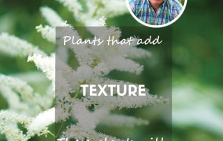 Plants that add texture