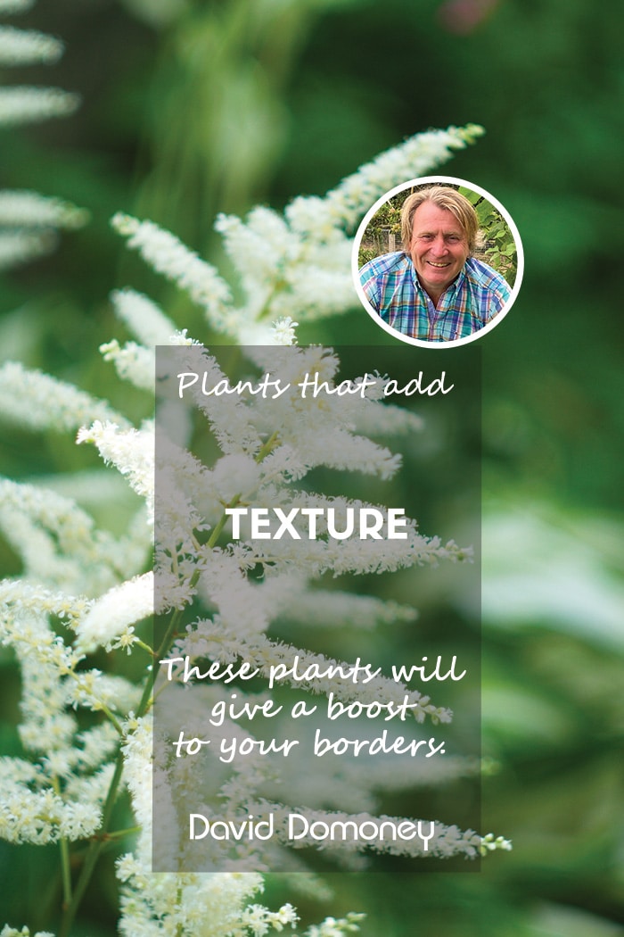 Plants that add texture