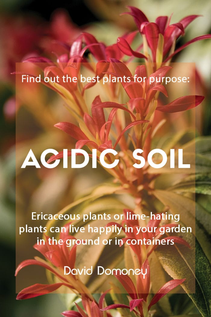 Plants for purpose: Plants for acidic soil