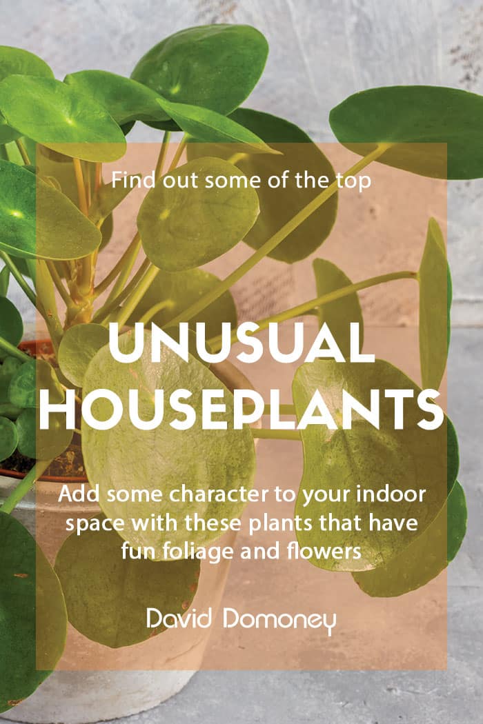 Unusual houseplants to grow at home