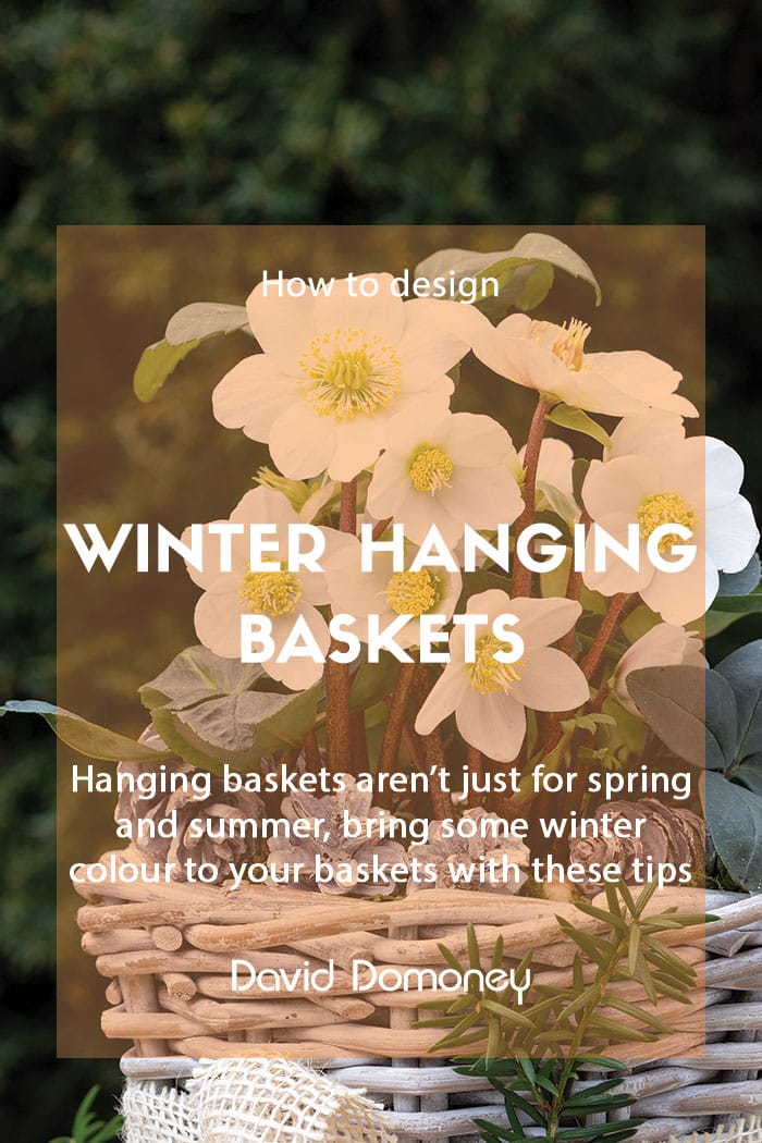 How to design winter hanging baskets