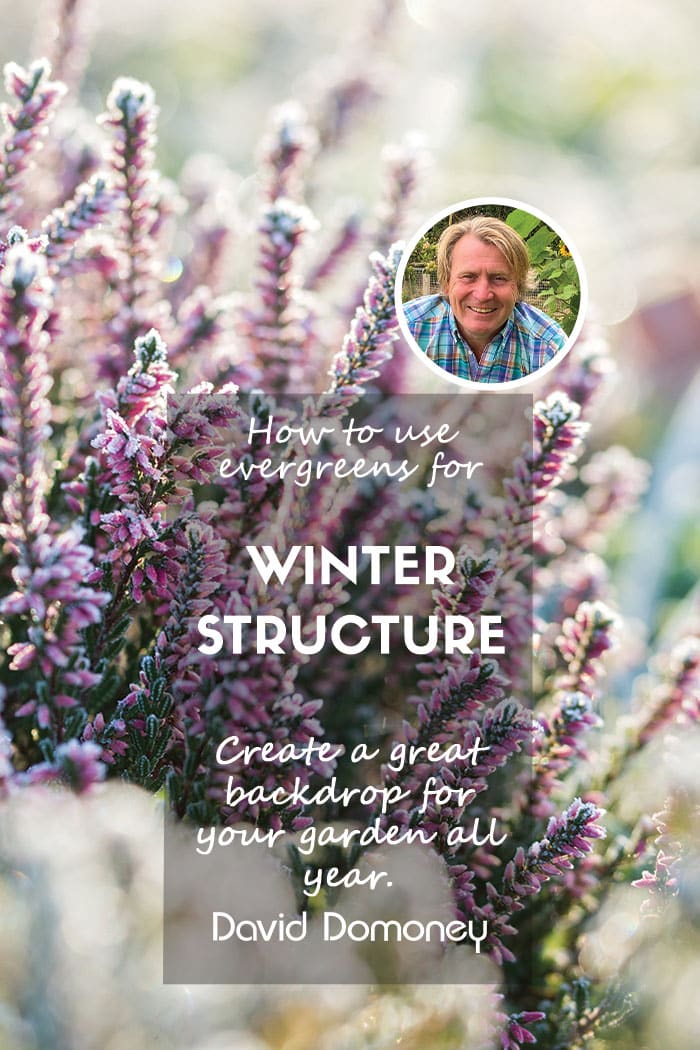 How to create winter garden structure with evergreens