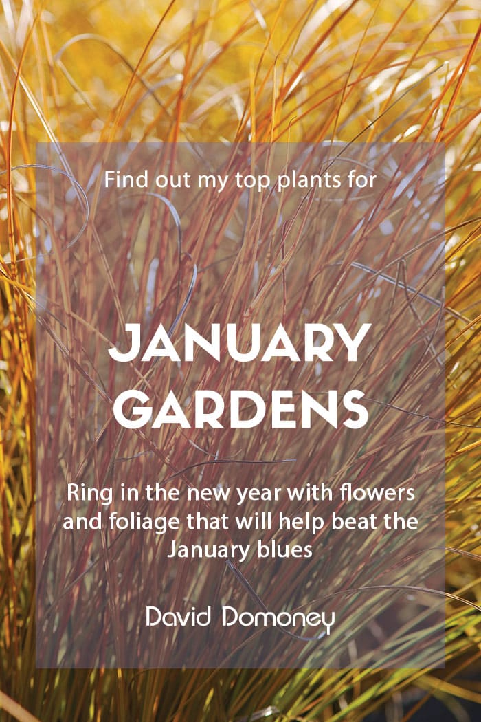 Top ten plants for January