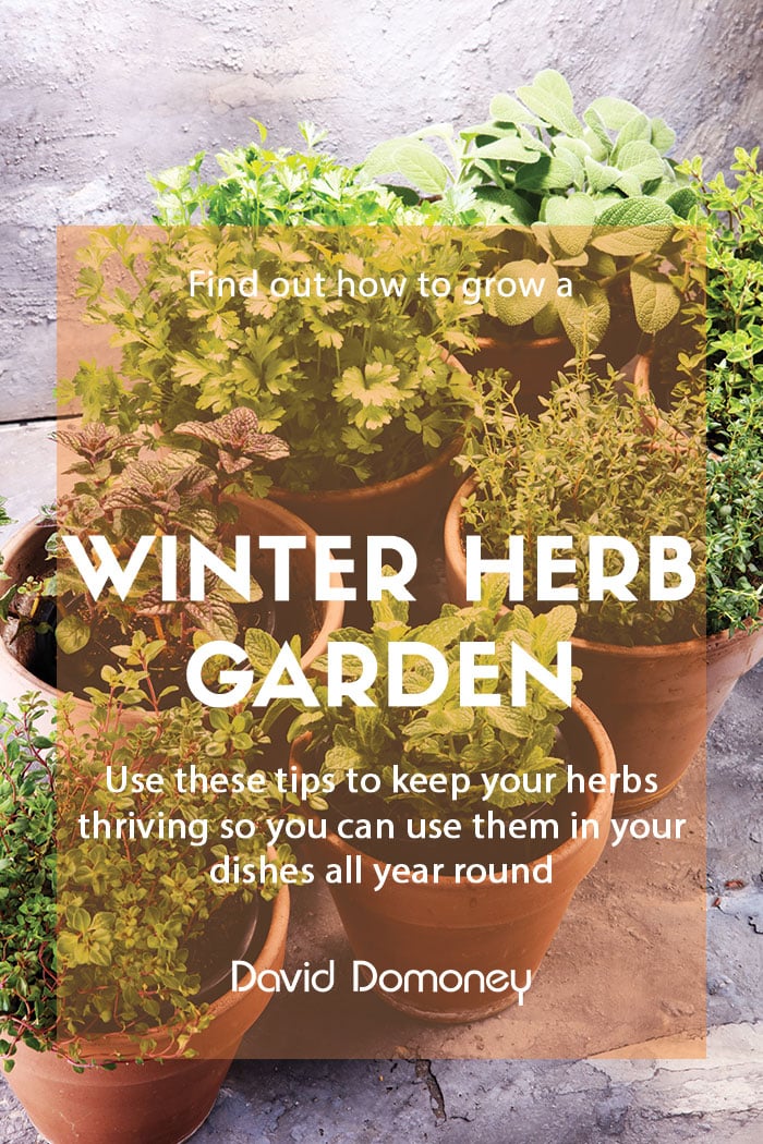 How to grow a winter herb garden and store the harvest