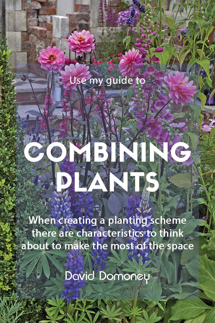 A guide to combining plants in your garden