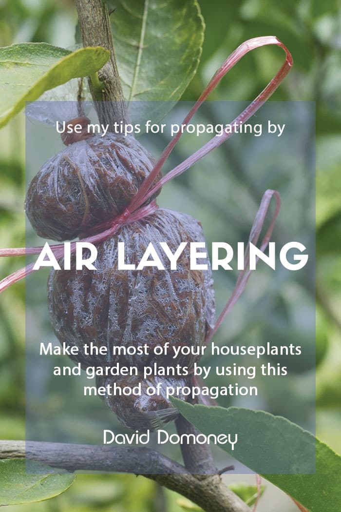 Propagating your plants by air layering