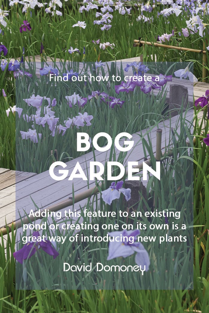 Creating a bog garden