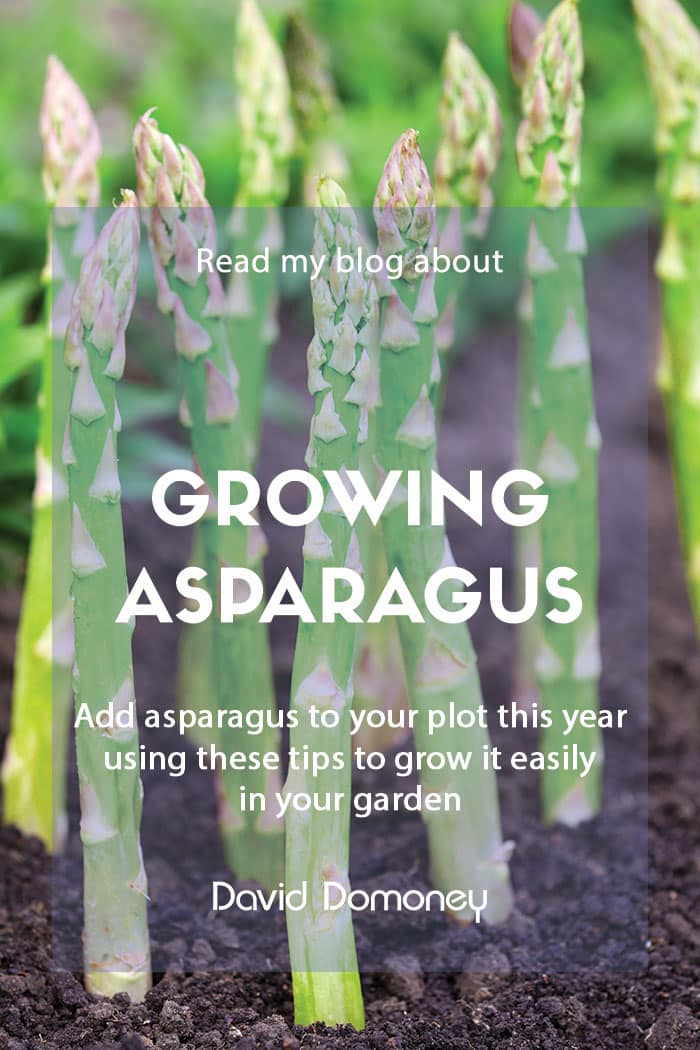 How to grow your own asparagus