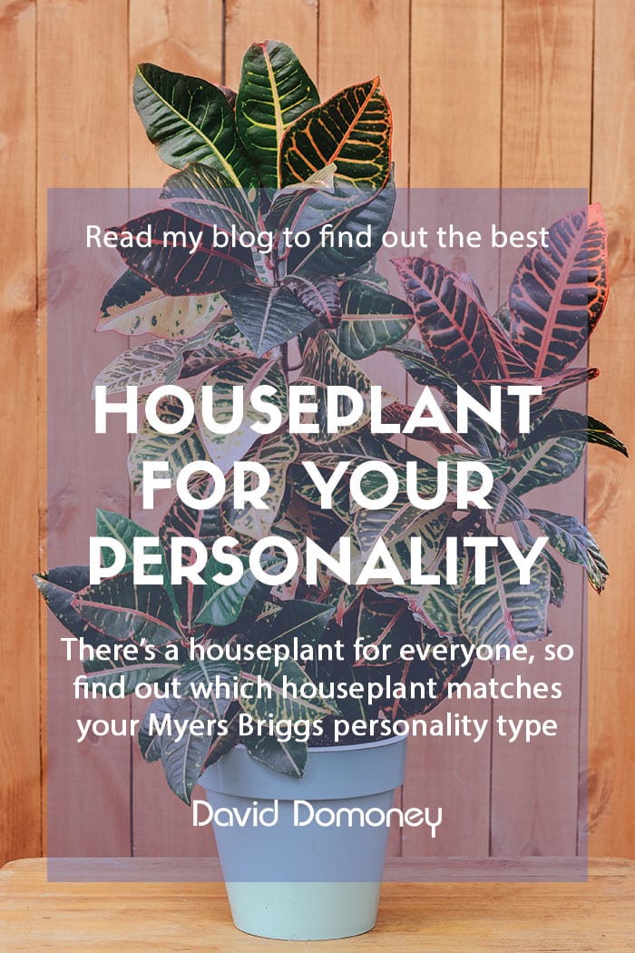 The best houseplant for your Myers Briggs personality type