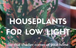 Houseplants for low light