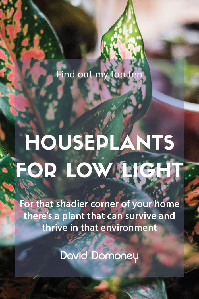 Top ten houseplants for rooms with low light